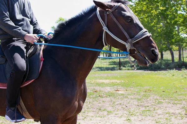 Meisje Paardrijden Een Paard Met Hoofdstel Hengst Voor Racing Ranch — Stockfoto