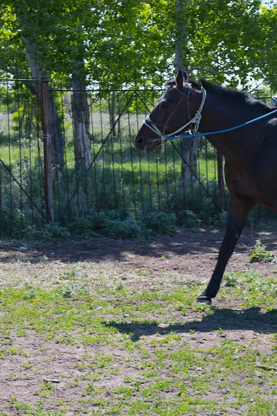 Niño Montando Caballo Con Brida Semental Para Carreras Patio Del — Foto de Stock