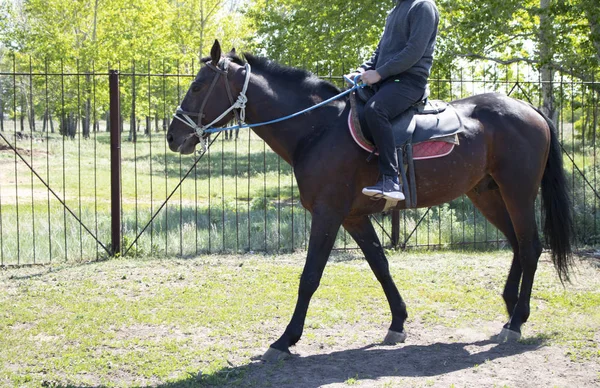 Cropped Image Man Riding Horse — Stockfoto