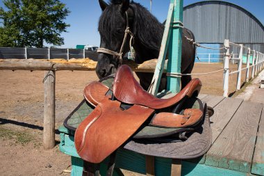 deri eyer siyah at, istikrarlı arka plan yanında