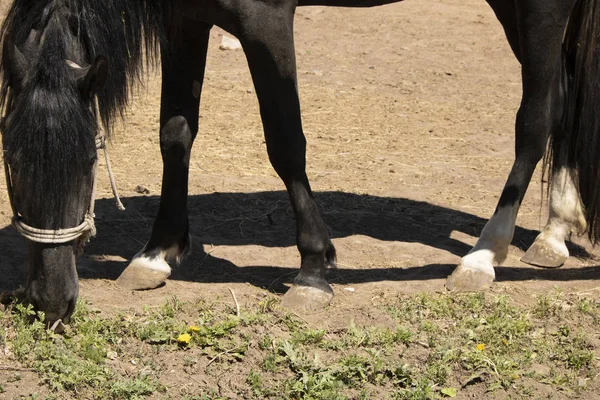 Yazın çiftlikte güzel bir at