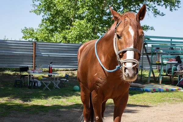 Rood Wit Paard Met Teugel Geen Zadel — Stockfoto