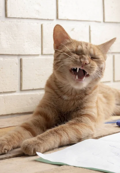 Kedi yavrusu rüya peşinde esniyor, ahşap masada yatıyor.