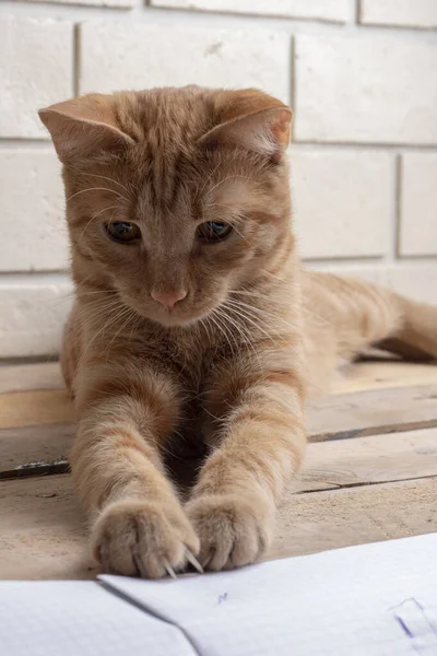 Kot na drewnianym biurku, ceglane tło ściany — Zdjęcie stockowe