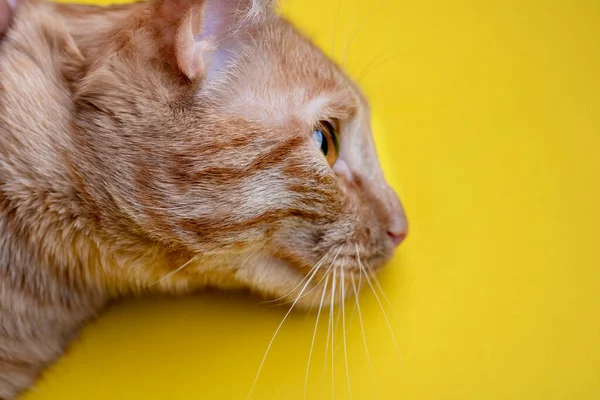 Červené Kotě Spí Žlutém Pozadí Horní Pohled Místo Pro Text — Stock fotografie