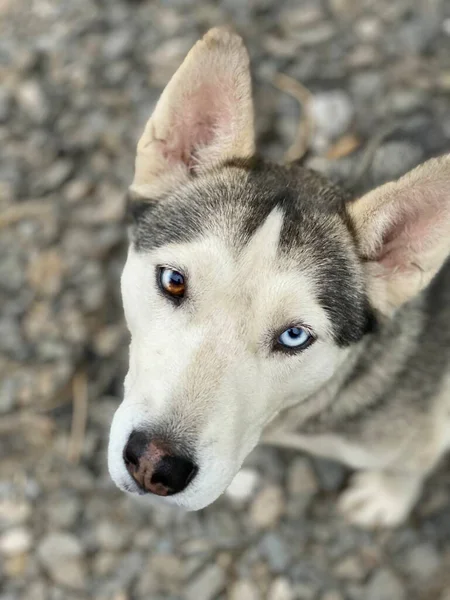 Perro Husky Siberiano Con Ojos Negros Azules Cerca —  Fotos de Stock