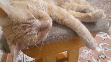 Kırmızı kedi oturma odasındaki sandalyede uyuyor.