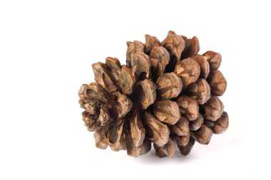 Büyük çam kozalağı yalnız