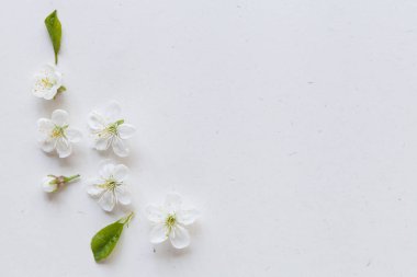 Beyaz arka plan, kiraz çiçekleri, üst manzara. Bahar zamanı arkaplanı