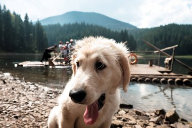 Chuck Zzz köpek gezisi dağlar köpek gezisi golden retriever