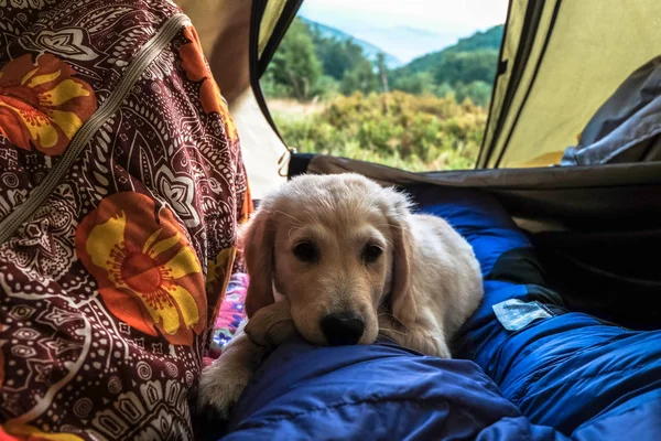 Golden Retriever Podróż Pies Podróży Namiocie — Zdjęcie stockowe