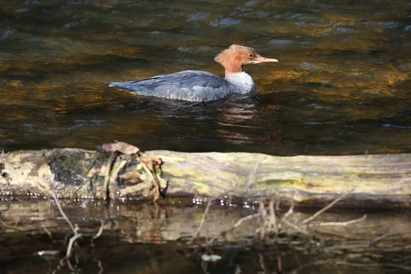 Female Common Merganser North American Goosander Eurasian Mergus Merganser Rest — Stock Photo, Image