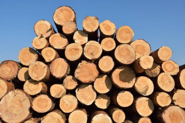 Ahşap günlükleri. Ahşap sonbahar ormanında oturum. Taze çam ağacı günlükleri kesmek