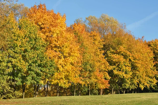 Autumn trees with yellow foliage in sunny autumn October park lit by sunshine.