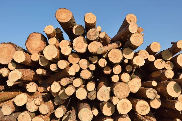 Ahşap günlükleri. Ahşap sonbahar ormanında oturum. Taze çam ağacı günlükleri kesmek