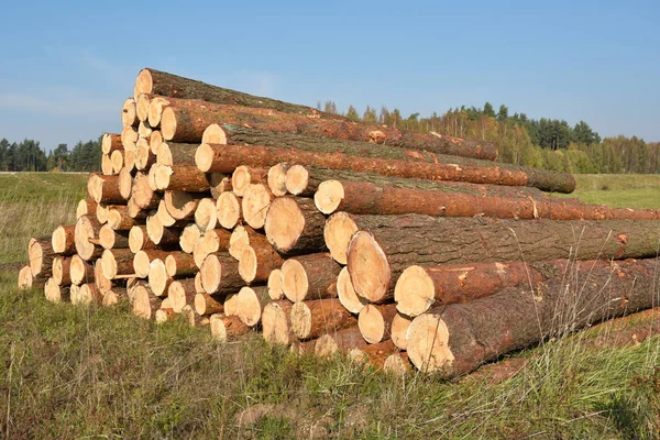 Bali Drewnianych Drewna Rejestrowanie Lesie Jesienią Świeżo Ścięte Kłody Drzewa — Zdjęcie stockowe