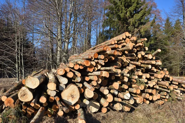 Grumes Bois Exploitation Forestière Forêt Grumes Pin Fraîchement Coupées — Photo