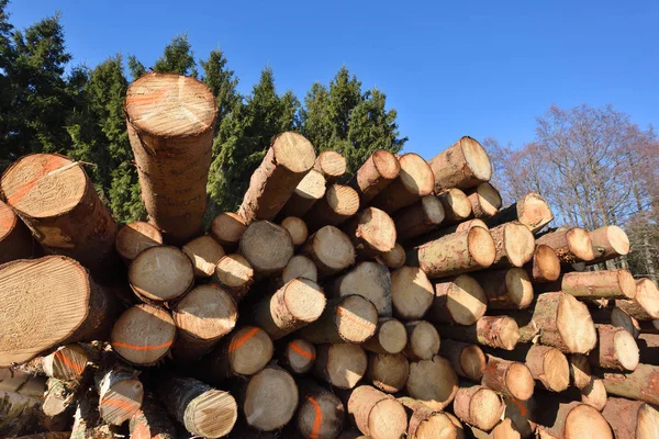 Grumes Bois Exploitation Forestière Forêt Automne Grumes Pin Fraîchement Coupées — Photo