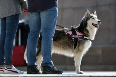 Vilnius Old Town içinde köpek olan insanlar