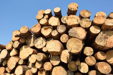 Ormanda kereste tomruklama. Taze kesilmiş çam ağacı günlükleri