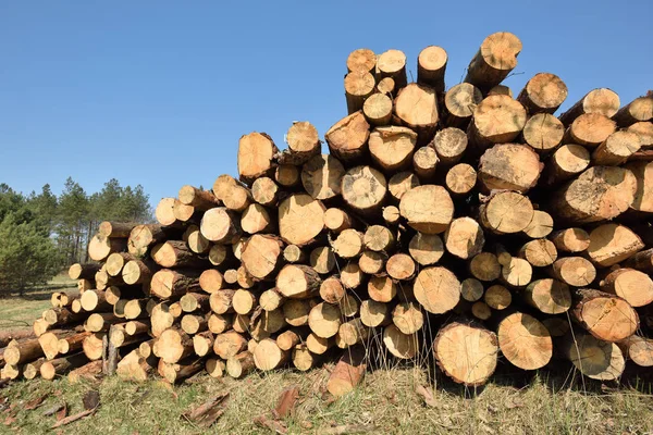 Timber logging in forest. Freshly cut pine tree logs