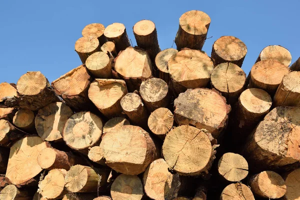 Drewno wylogowanie w lesie. Świeżo cięte kłody drzew sosnowych — Zdjęcie stockowe