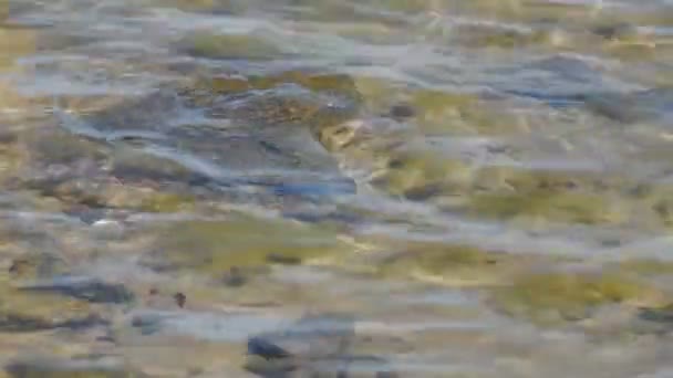 Flujos Agua Clara Arroyo Forestal Pequeño Río Con Piedras Fondo — Vídeos de Stock