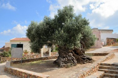 Vouves, 09 Ağustos: Vouves Zeytin Ağacı, 09 Ağustos 2020, Girit Adası, Yunanistan. Muhtemelen dünyanın en eski zeytin ağaçlarından biridir, hala zeytin üretiyor..
