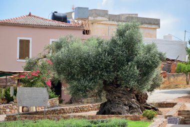 Vouves, 09 Ağustos: Vouves Zeytin Ağacı, 09 Ağustos 2020, Girit Adası, Yunanistan. Muhtemelen dünyanın en eski zeytin ağaçlarından biridir, hala zeytin üretiyor..