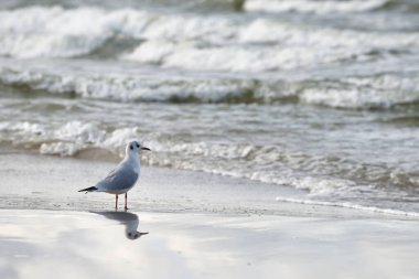 Martı sahilde yürüyor. Baltık Denizi