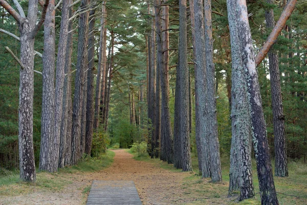 Forest road. Road at a pine tree forest.