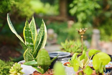 Bahçede sonbahar çiçekleri, evin yakınındaki küçük bir bahçede sonbahar renkleri