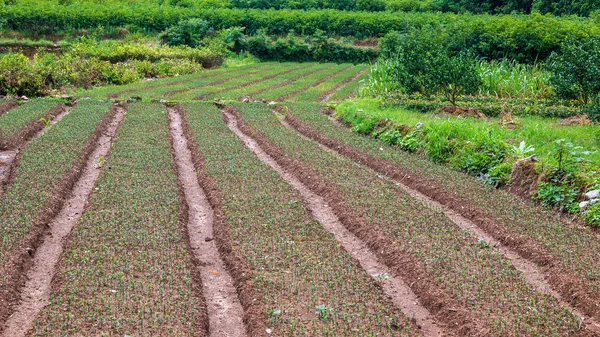 Terreno Arato Con Aiuole Preparate Stagione Della Semina — Foto Stock