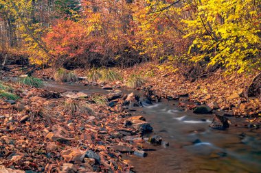 Rus orman sonbaharda. Uzak Doğu dağ nehir.