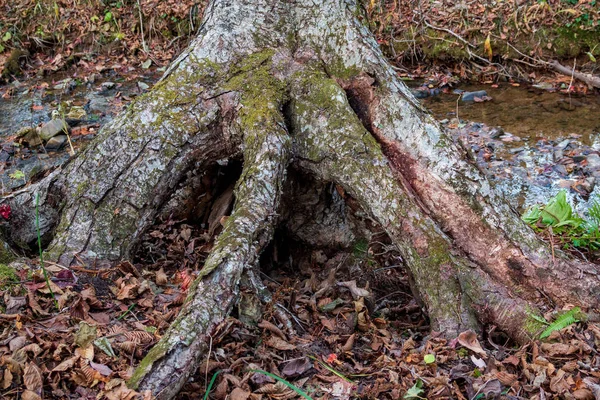 Racines Arbre Dans Forêt Sur Fond Feuilles Automne Côté Ruisseau — Photo
