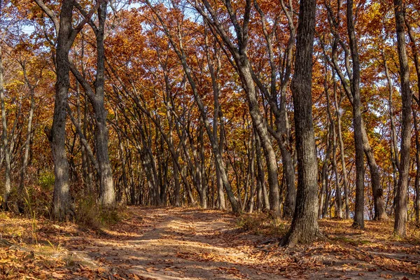 Herbst Fernöstlichen Russischen Wald Sonniger Tag Und Feldweg Einem Eichenhain — Stockfoto