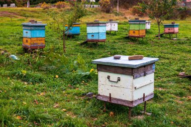 Kovan arı kovanı içinde. Böceklerin hazırda bekleme için bal toplama ve sonbahar hazırlık yaz sezonunun tamamlanması.