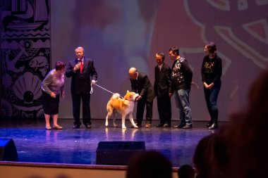 Vladivostok, Rusya - 17 Kasım 2018: dördüncü Japon Kültür Festivali olarak uzak doğu şehir Primorsky Krai, Rusya Vladivos sırasında Akita Inu Japonya ile Rus Dostluk Derneği Başkanı için bir köpek bağış töreni