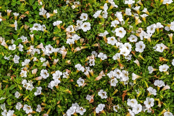 Solid background of white flowers among green grass. View from above. For a greeting card or mock up template for decorating a summer or spring mood in design