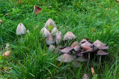 Yeşil çimenlerin üzerinde bir orman glade mantar grubunda. Sonbahar Orman hediyeler. Yenmeyen mantar.