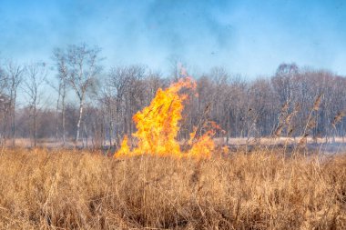 Kuru ot aracılığıyla rüzgarlar içinde güçlü bir yangın yayılır