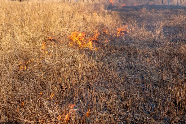 Silny ogień rozprzestrzenia się w porywach wiatru za pomocą suchej trawy — Zdjęcie stockowe
