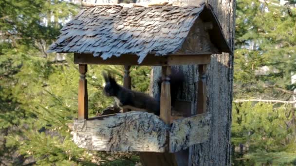 Een Zwarte Eekhoorn Met Een Pluizige Staart Een Witte Driehoek — Stockvideo