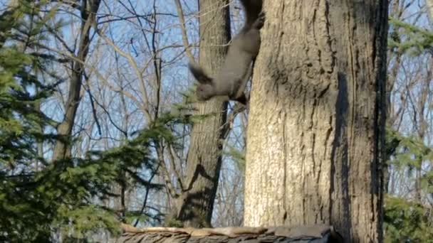 꼬리와 공원에 가슴에 삼각형 다람쥐 나무를 통에서 걸리고 해바라기 씨앗이 — 비디오