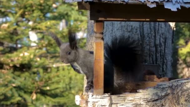 ふわふわの尾と公共の公園で彼の胸に白い三角形を持つ黒リスは登山 々の間からジャンプします 彼は鳥の送り装置からの食糧を取り ヒマワリの種やナッツを食べる — ストック動画