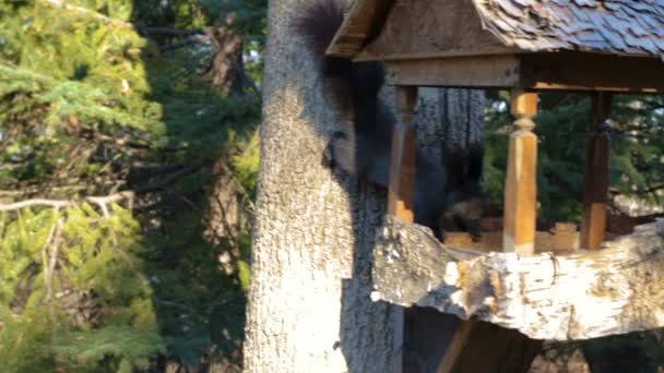 Ein Schwarzes Eichhörnchen Mit Einem Flauschigen Schwanz Und Einem Weißen — Stockvideo