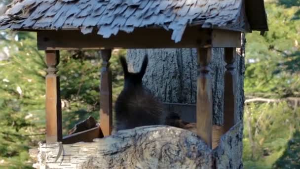 在一个公共公园里 一只尾巴蓬松 胸前有白色三角形的黑松鼠正在爬树和跳树 他从喂鸟的人身上拿食物 吃葵花籽或坚果 — 图库视频影像