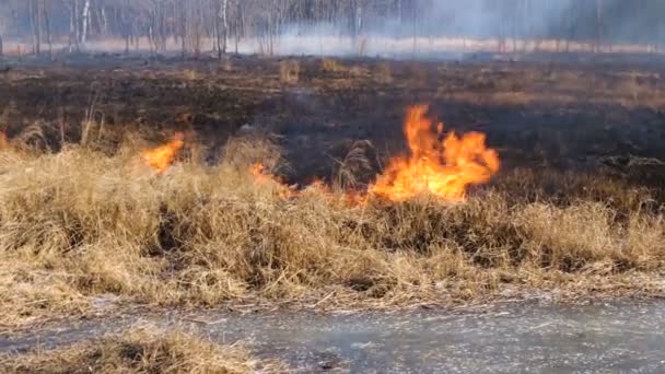 Un fort feu se propage par rafales de vent à travers l'herbe sèche sur un champ d'automne par temps clair .