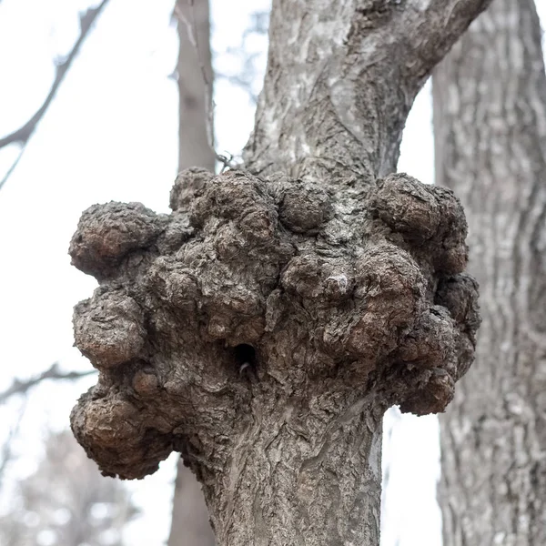 Gnarl Nœud Bois Ressemble Nodule Phénomène Parasitaire Maladie Des Troncs — Photo