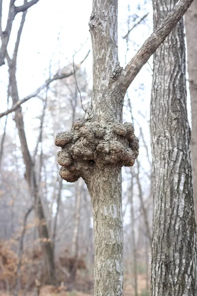 Gnarl Nœud Bois Ressemble Nodule Phénomène Parasitaire Maladie Des Troncs — Photo